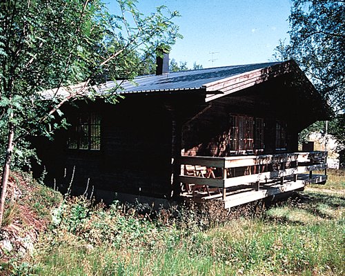 Fjallsatern Image