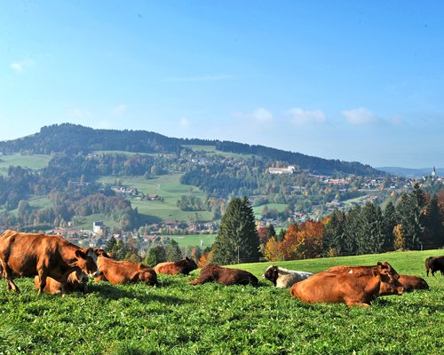 A herd of cattle grazing in a meadow alongside a hill.