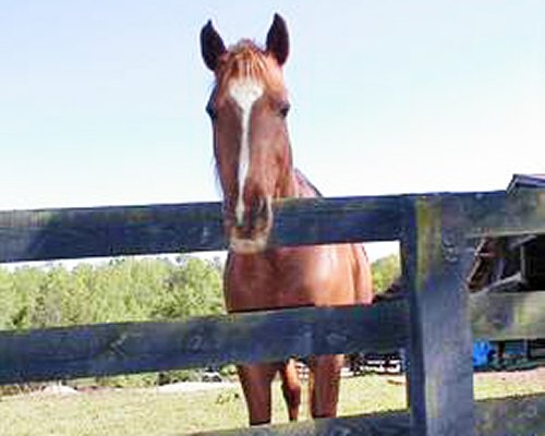 A horse standing behind the wooden fenced at the resort.