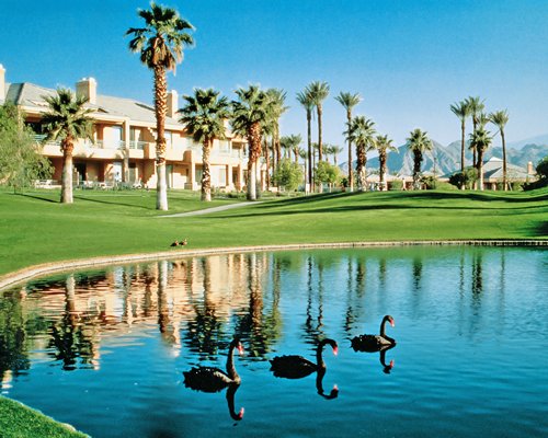 A view of ducks swimming in a waterfront alongside resort units with palm trees.
