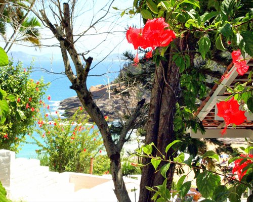 A view of flowering shrubs alongside the ocean.