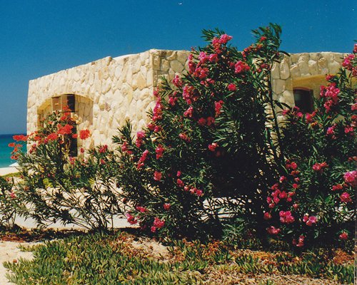 An exterior view of the resort unit with flowering shrubs.