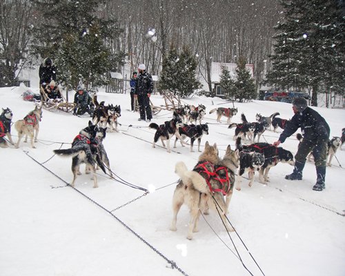 View of people with Siberian Huskies on a wooded area during winter.