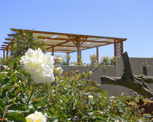 An outdoor area with flowering shrubs.