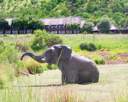 Bakubung Lodge