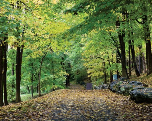 PATHWAY SURROUNDED BY WOODS.