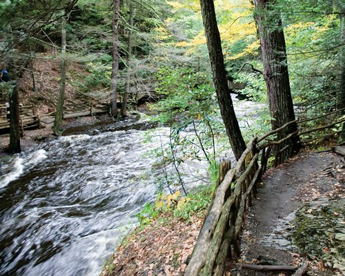 A delaware river flowing through the woods.