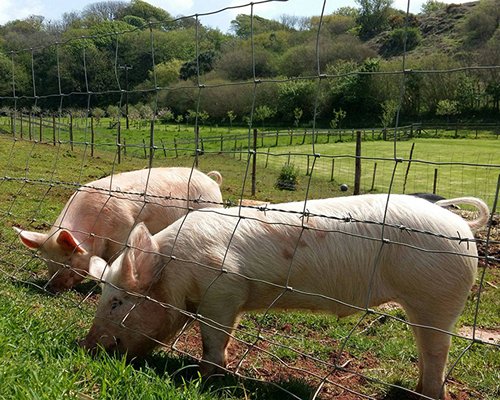 Hope Barton Barns