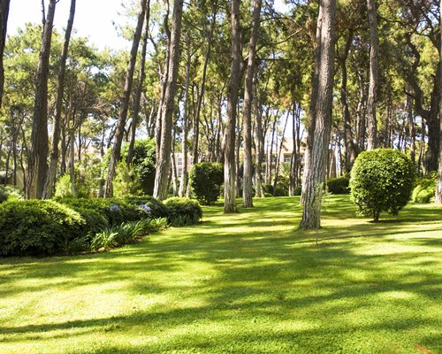 Lawn surrounded by shrubs and trees.