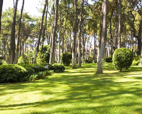 Lawn surrounded by shrubs and trees.
