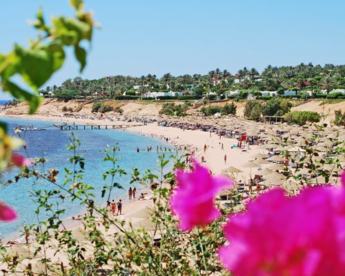 A view of the beach alongside flowers.