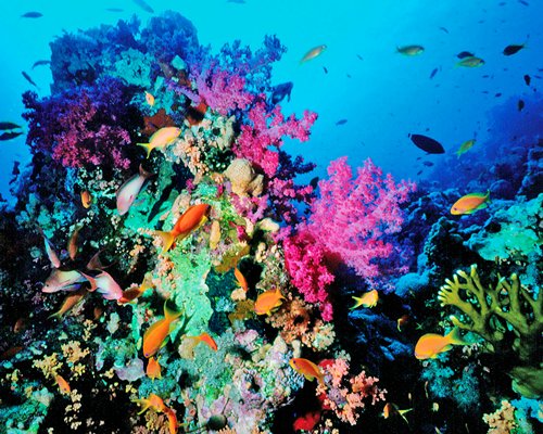 View of sea corals inside the ocean.