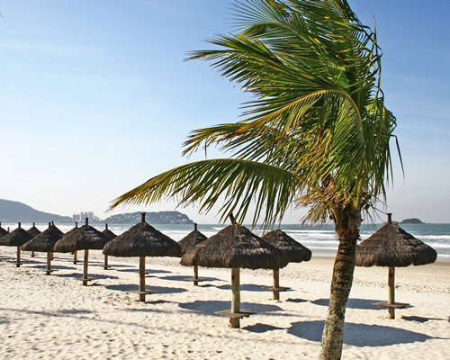 A beach with thatched sunshades and palm tree.