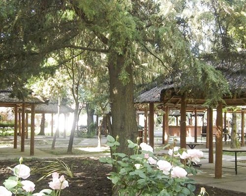 An outdoor picnic area with trees.