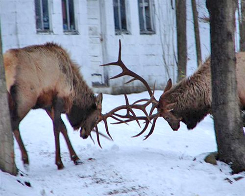 Wolf Run Manor at Treasure Lake