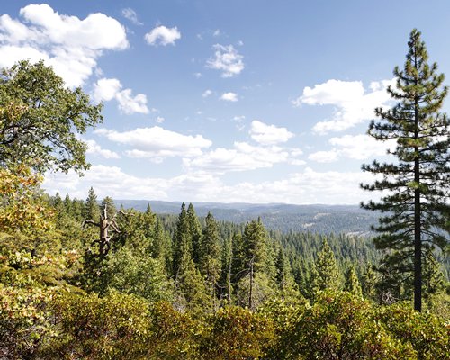 A view of wooded area.