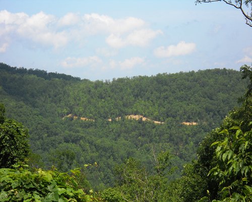 Scenic view of a wooded area.