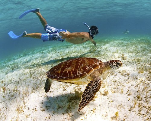 A turtle and diver.
