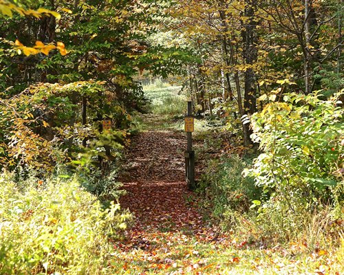 A view of leaf covered pathway leading to the wooded area.