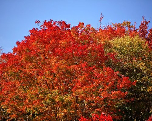 A view of the tree in autumn.