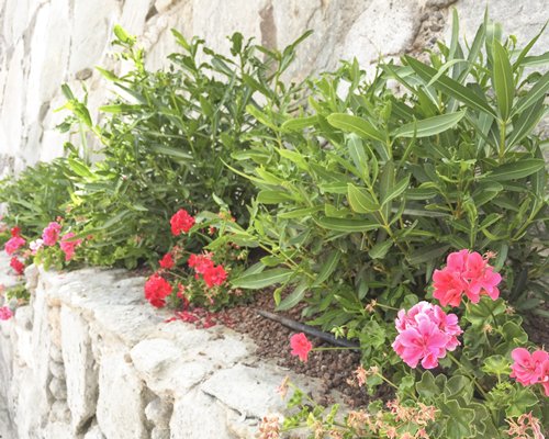 A view of peony flowering plants.