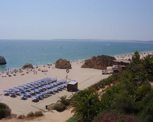 View of the beach with chaise lounge chairs and trees.