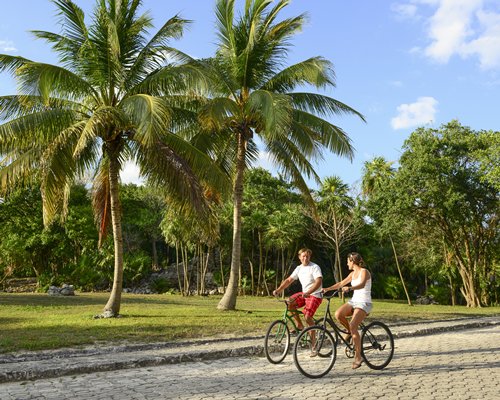 A view of two people riding bicycles alongside coconut trees.
