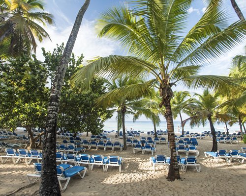 View of chaise lounge chairs and trees alongside the beach.