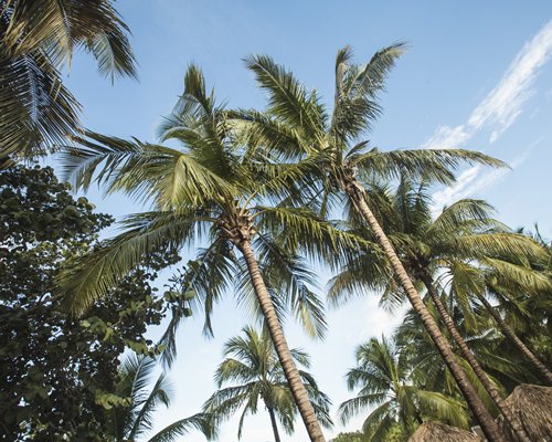 View of palm trees at Viva Vacation Club.
