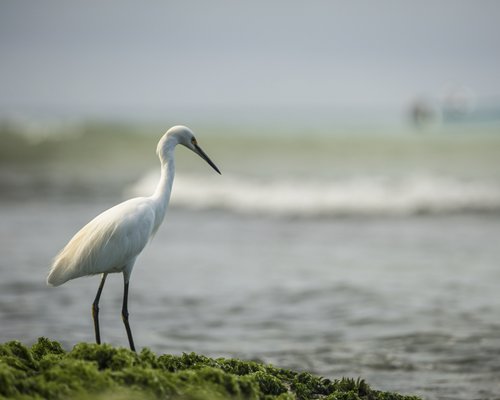 A view of an egret alongside the sea.