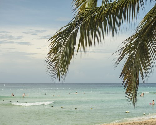 View of the beach and ocean with a palm tree.