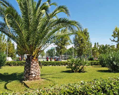 A scenic landscape with palm trees.