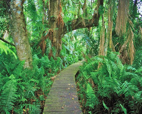 A view of the wooden pathway surrounded by trees.