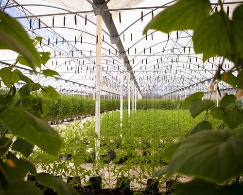 A large greenhouse with many green plants.