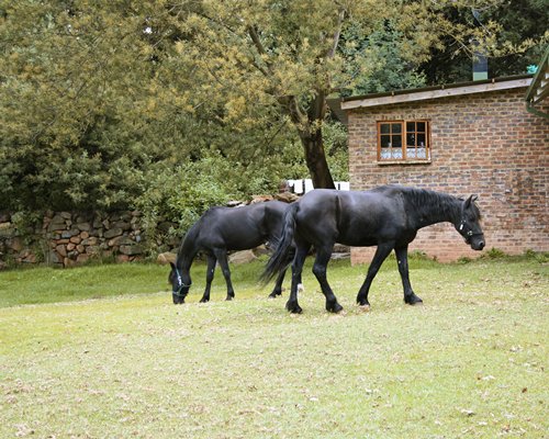 A view of two horses standing on the lawn.