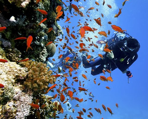 diver and orange fish