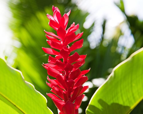 A red tropical flower.