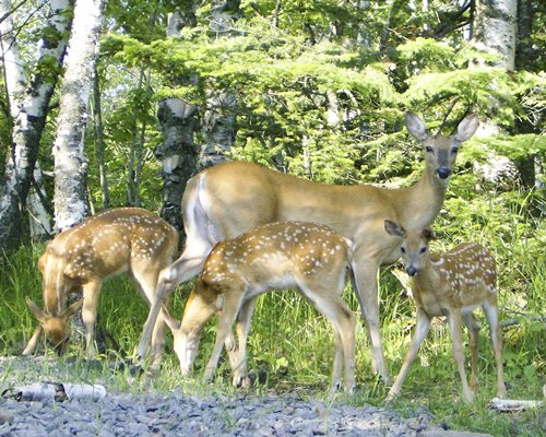 A herd of deer at the wooded area.