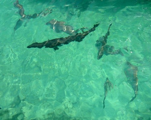 View of fishes in the water.