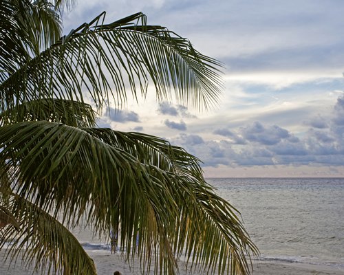 A coconut tree alongside the sea.