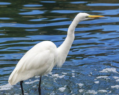 An egret bird.