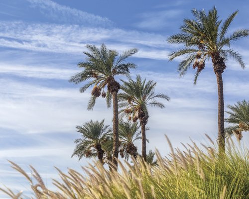 A scenic landscape with palm trees.