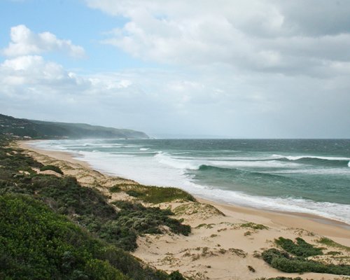 View of the beach with shrubs.