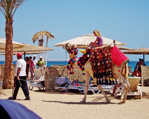 Girl on a camel safari alongside the beach.