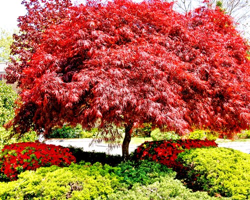 A red oak tree surrounded by shrubs.