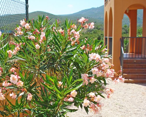 View of flowers alongside multi story resort units.