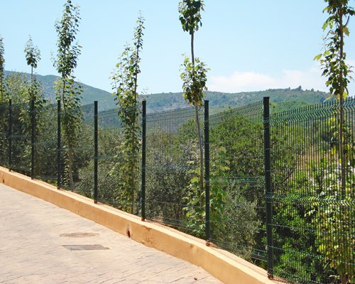 A pathway alongside plants.