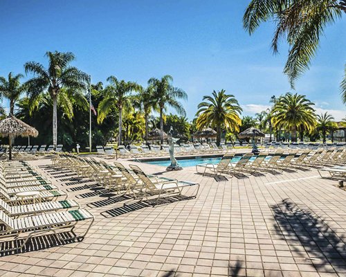 Outdoor swimming pools surrounded by palm trees.