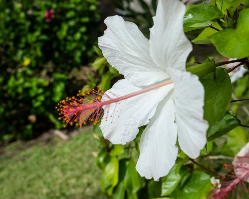 Maui Banyan Vacation Club