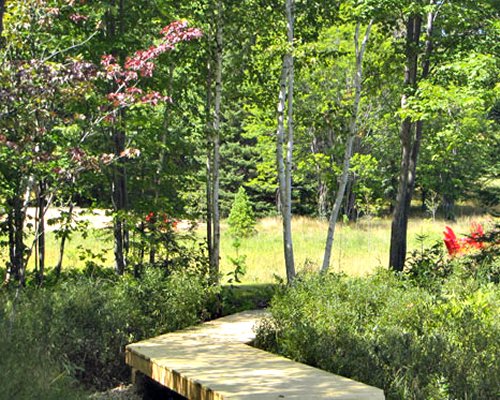 A paved pathway surrounded shrubs and trees.
